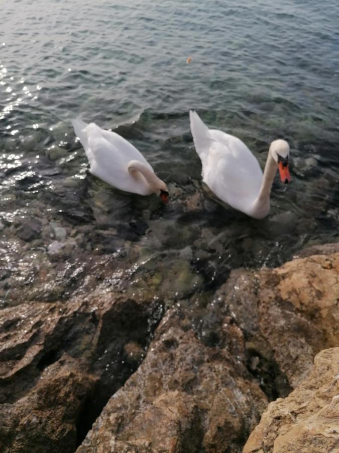 Apartmani Vinko Bibinje Dış mekan fotoğraf